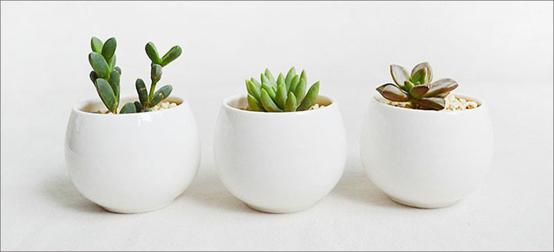 home decor plants