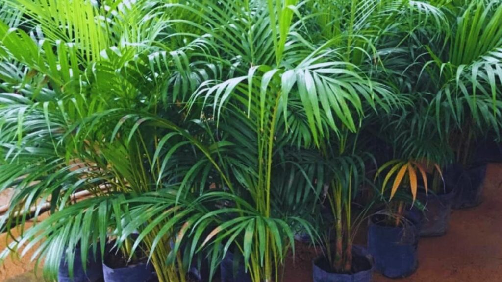 Money, Money, Wealth, Jade, Lucky Bamboo, Areca, Snake