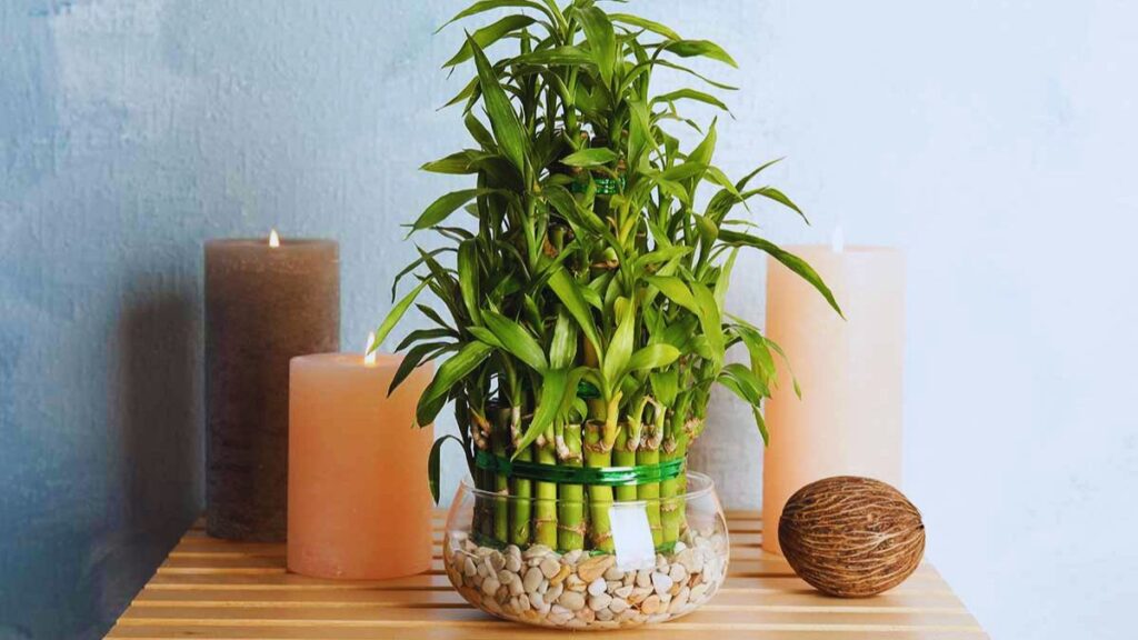 Money, Money, Wealth, Jade, Lucky Bamboo, Areca, Snake