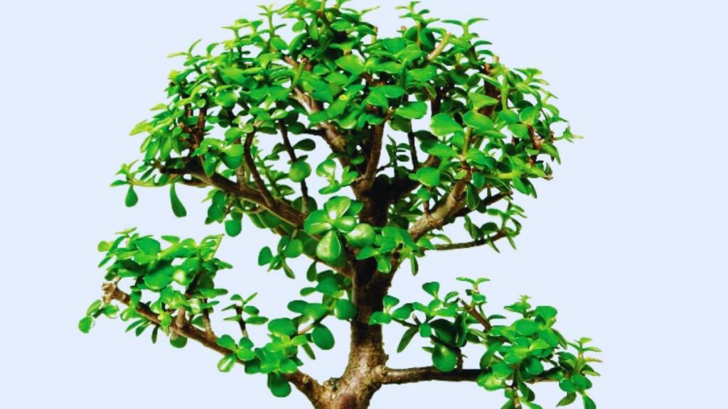Money, Money, Wealth, Jade, Lucky Bamboo, Areca, Snake