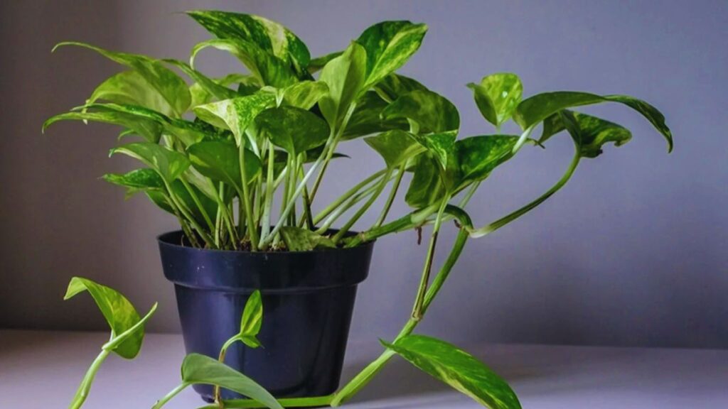 Money, Money, Wealth, Jade, Lucky Bamboo, Areca, Snake