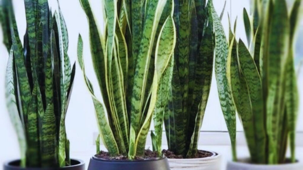 Money, Money, Wealth, Jade, Lucky Bamboo, Areca, Snake