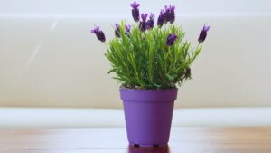 Areca Palm, Lavender, Money Plant, Jade, Bamboo, Snake Plant, Peace Lily, Feng Shui, Indoor