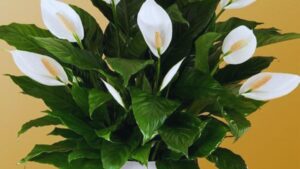 Areca Palm, Lavender, Money Plant, Jade, Bamboo, Snake Plant, Peace Lily, Feng Shui, Indoor