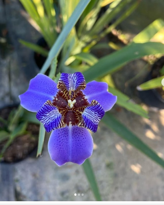 Plants, Exotic, Home Decor, Interiors, Design, Sensory Experience