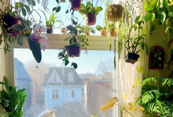 Plants, Exotic, Home Decor, Interiors, Design, Sensory Experience
