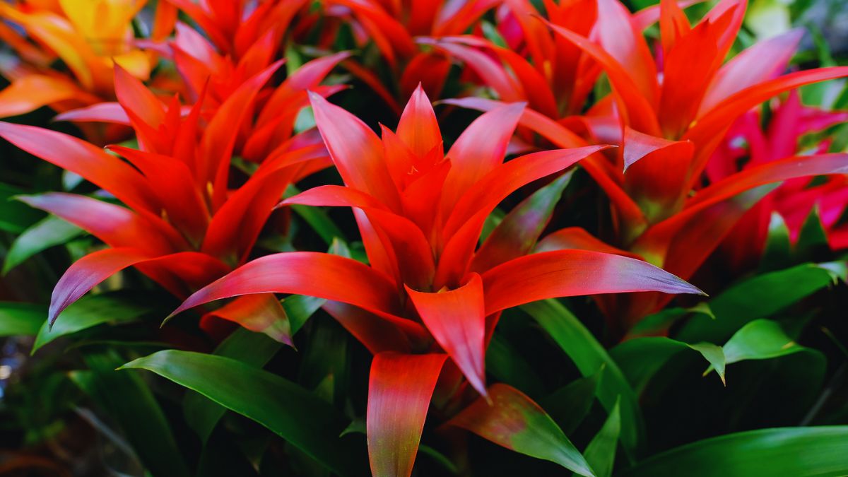 night oxygen plants, plants that produce oxygen at night, indoor plants for bedroom, night time oxygenating plants, CAM plants list, best plants for clean air, air purifying indoor plants, snake plant oxygen, aloe vera benefits indoor, orchids oxygen at night, tulsi indoor plant benefits, neem tree oxygen, bromeliads CAM plants, best bedroom plants for sleep, plants that improve air quality, oxygen rich plants, nighttime photosynthesis plants, plants for closed rooms, oxygen releasing plants at night, air purifying plants list, healthy home plants, plants for better sleep, night air purifier plants, plants that absorb toxins, indoor gardening india, oxygen producing plants for home