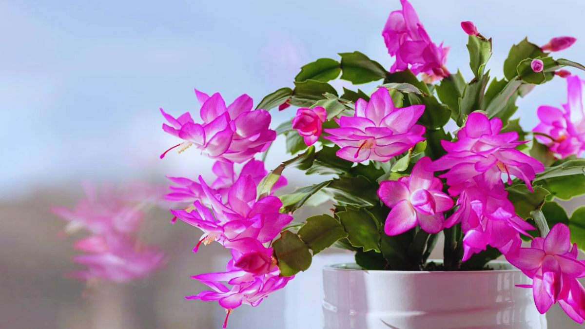 night oxygen plants, plants that produce oxygen at night, indoor plants for bedroom, night time oxygenating plants, CAM plants list, best plants for clean air, air purifying indoor plants, snake plant oxygen, aloe vera benefits indoor, orchids oxygen at night, tulsi indoor plant benefits, neem tree oxygen, bromeliads CAM plants, best bedroom plants for sleep, plants that improve air quality, oxygen rich plants, nighttime photosynthesis plants, plants for closed rooms, oxygen releasing plants at night, air purifying plants list, healthy home plants, plants for better sleep, night air purifier plants, plants that absorb toxins, indoor gardening india, oxygen producing plants for home