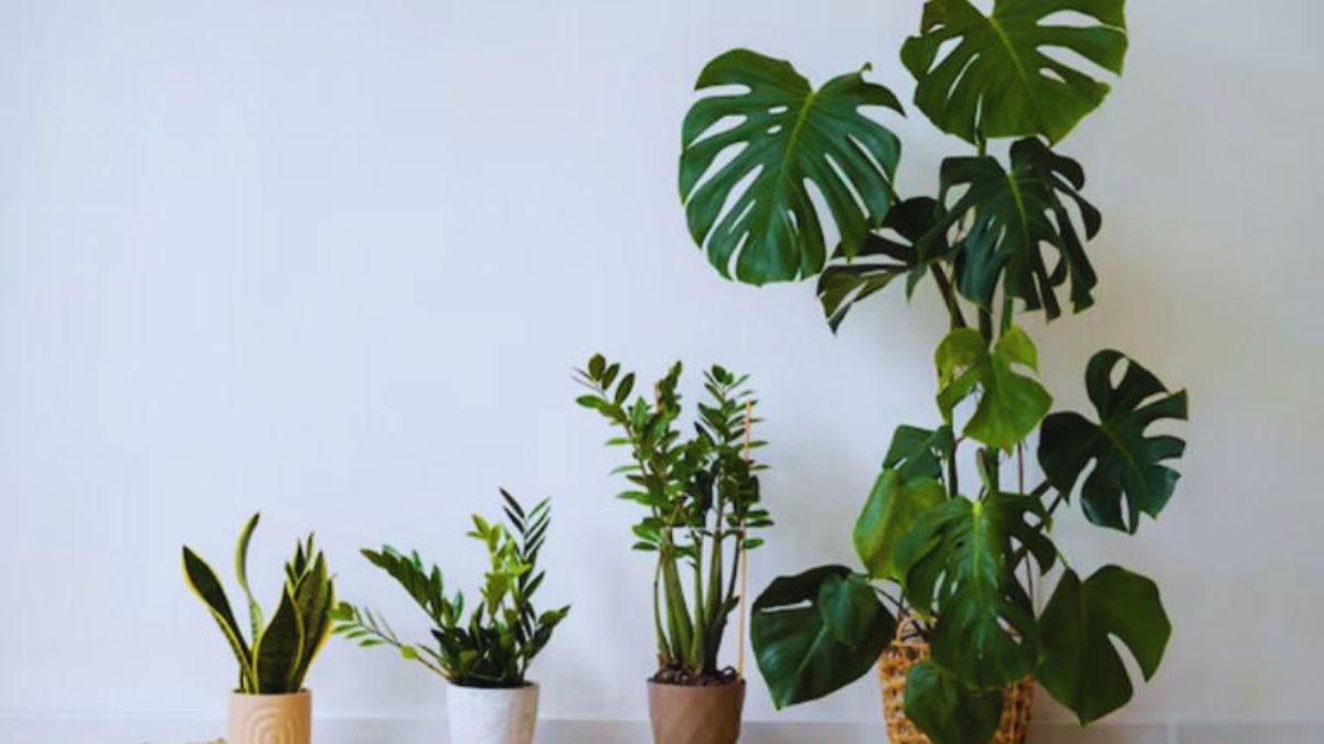 indoor air quality india, winter pollution india, natural air purifiers, home air purification tips, beeswax candles air quality, indoor plants for clean air, reduce VOCs at home, HEPA air purifier india, PM2.5 indoor solutions, clean air tips for winter, indoor pollution control, natural ways to clean indoor air, healthy home environment, smog season india tips