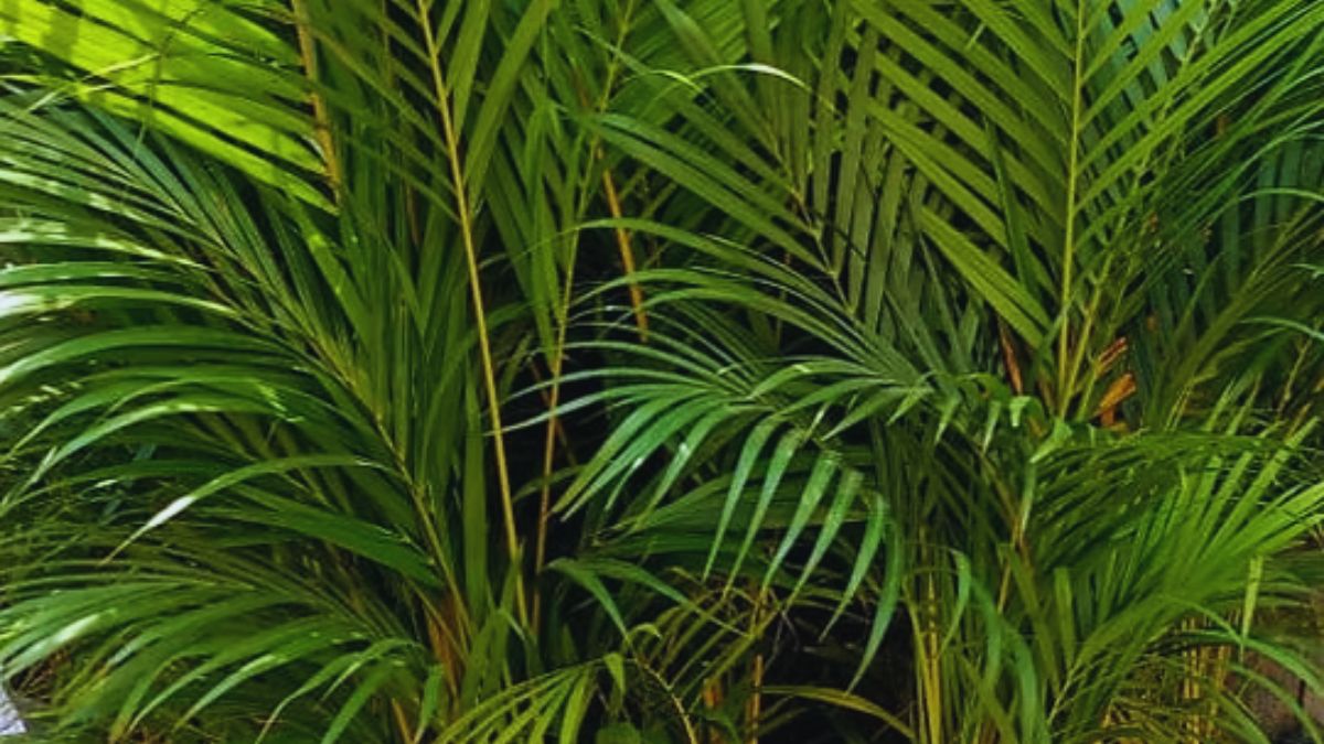 night oxygen plants, plants that produce oxygen at night, indoor plants for bedroom, night time oxygenating plants, CAM plants list, best plants for clean air, air purifying indoor plants, snake plant oxygen, aloe vera benefits indoor, orchids oxygen at night, tulsi indoor plant benefits, neem tree oxygen, bromeliads CAM plants, best bedroom plants for sleep, plants that improve air quality, oxygen rich plants, nighttime photosynthesis plants, plants for closed rooms, oxygen releasing plants at night, air purifying plants list, healthy home plants, plants for better sleep, night air purifier plants, plants that absorb toxins, indoor gardening india, oxygen producing plants for home