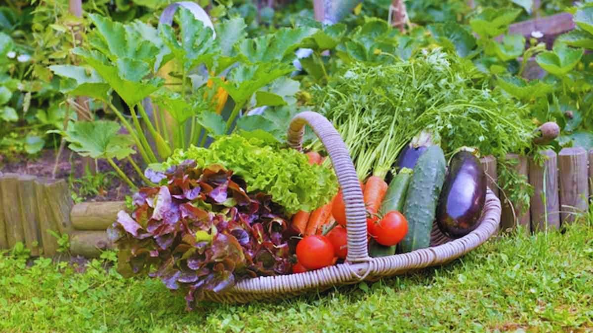 balcony gardening India, winter balcony garden, grow vegetables in pots, winter vegetables India, balcony vegetable garden ideas, easy vegetables to grow at home, grow spinach at home, methi growing tips, radish in pots, carrot container gardening, lettuce balcony garden, urban gardening India, home gardening winter, balcony plants beginner friendly, kitchen garden ideas, organic balcony gardening, small space gardening India, winter vegetable guide India