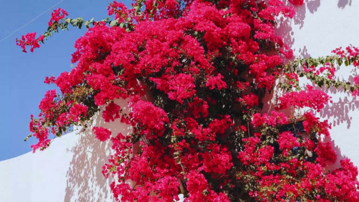 balcony creepers, balcony climbers, easy creepers for balcony, luxury balcony plants, best climbing plants, bougainvillea balcony, jasmine climber, morning glory plant, money plant balcony, devil’s ivy balcony, star jasmine, passion flower vine, guldhari vine, rangoon creeper, balcony garden ideas, climbers for small balconies, low maintenance balcony plants, fragrant balcony plants, balcony makeover plants