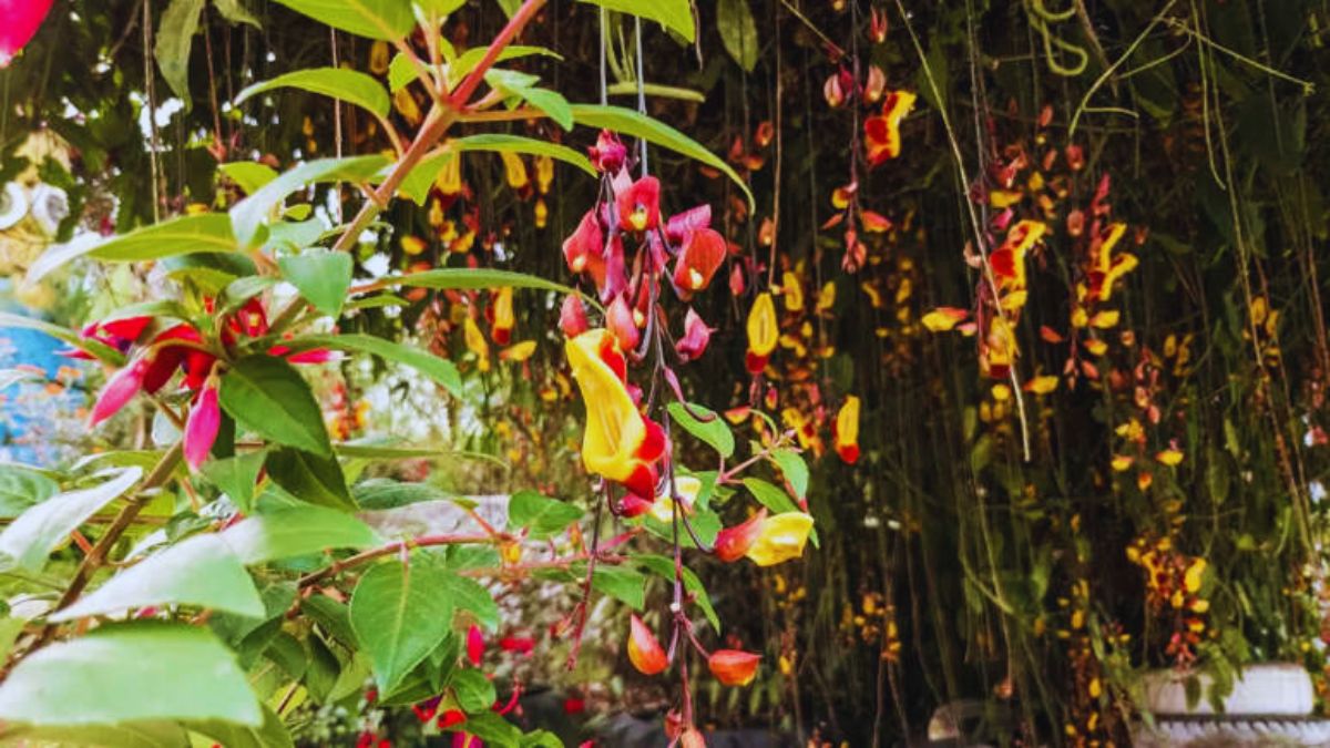 balcony creepers, balcony climbers, easy creepers for balcony, luxury balcony plants, best climbing plants, bougainvillea balcony, jasmine climber, morning glory plant, money plant balcony, devil’s ivy balcony, star jasmine, passion flower vine, guldhari vine, rangoon creeper, balcony garden ideas, climbers for small balconies, low maintenance balcony plants, fragrant balcony plants, balcony makeover plants