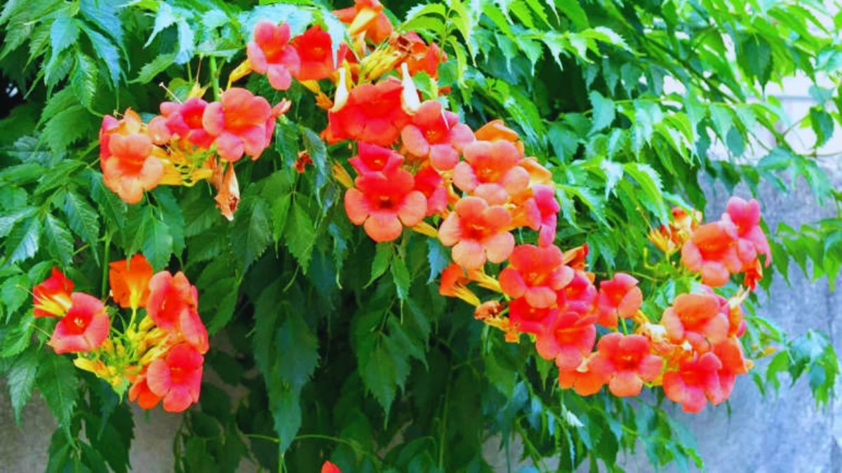 balcony creepers, balcony climbers, easy creepers for balcony, luxury balcony plants, best climbing plants, bougainvillea balcony, jasmine climber, morning glory plant, money plant balcony, devil’s ivy balcony, star jasmine, passion flower vine, guldhari vine, rangoon creeper, balcony garden ideas, climbers for small balconies, low maintenance balcony plants, fragrant balcony plants, balcony makeover plants