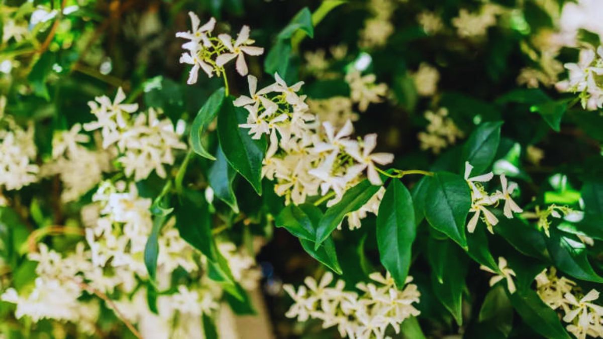 balcony creepers, balcony climbers, easy creepers for balcony, luxury balcony plants, best climbing plants, bougainvillea balcony, jasmine climber, morning glory plant, money plant balcony, devil’s ivy balcony, star jasmine, passion flower vine, guldhari vine, rangoon creeper, balcony garden ideas, climbers for small balconies, low maintenance balcony plants, fragrant balcony plants, balcony makeover plants