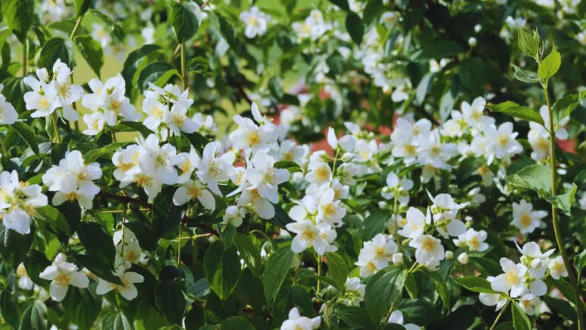 balcony creepers, balcony climbers, easy creepers for balcony, luxury balcony plants, best climbing plants, bougainvillea balcony, jasmine climber, morning glory plant, money plant balcony, devil’s ivy balcony, star jasmine, passion flower vine, guldhari vine, rangoon creeper, balcony garden ideas, climbers for small balconies, low maintenance balcony plants, fragrant balcony plants, balcony makeover plants