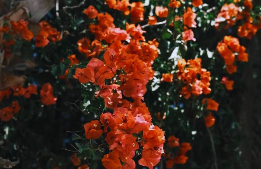 balcony creepers, balcony climbers, easy creepers for balcony, luxury balcony plants, best climbing plants, bougainvillea balcony, jasmine climber, morning glory plant, money plant balcony, devil’s ivy balcony, star jasmine, passion flower vine, guldhari vine, rangoon creeper, balcony garden ideas, climbers for small balconies, low maintenance balcony plants, fragrant balcony plants, balcony makeover plants